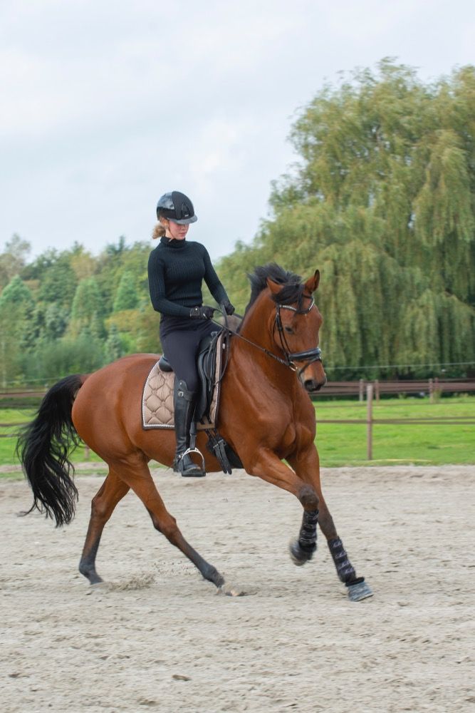 KWPN dressuurpaard Ruin 12 jaar Bruin te koop - Foto 3