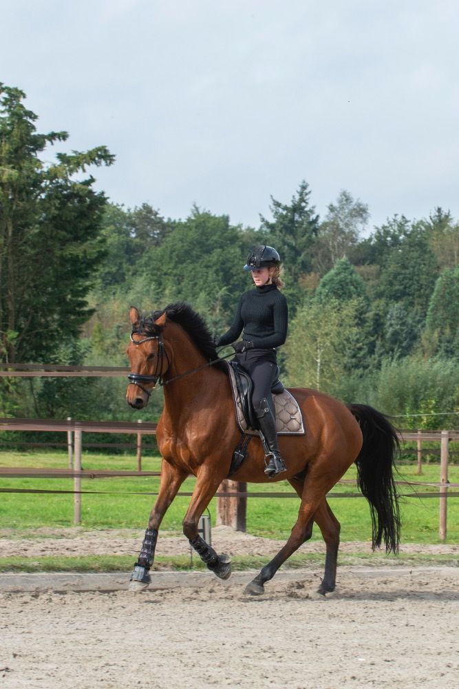 KWPN dressuurpaard Ruin 12 jaar Bruin te koop - Hoofdfoto