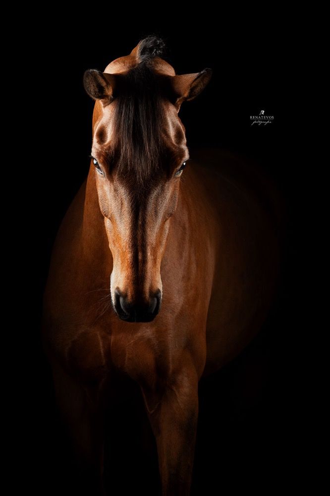 KWPN dressuurpaard Ruin 12 jaar Bruin te koop - Foto 4