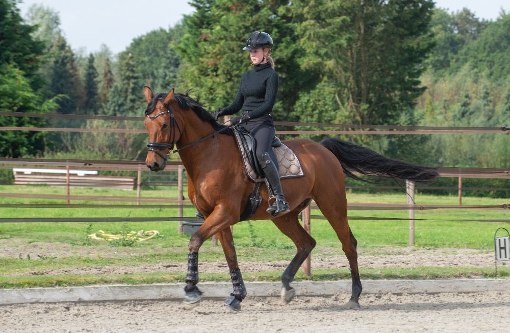 KWPN dressuurpaard Ruin 12 jaar Bruin te koop - Foto 5