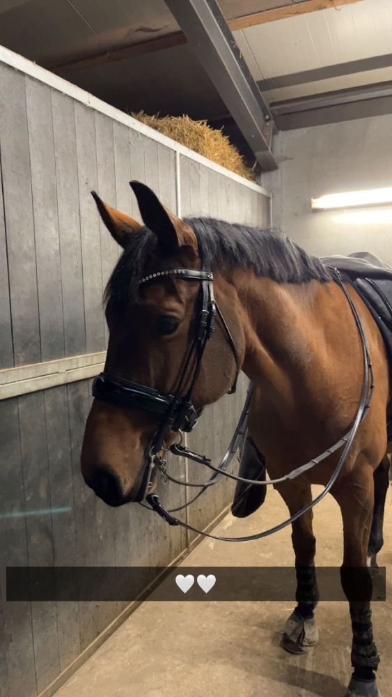 KWPN dressuurpaard Ruin 12 jaar Bruin te koop - Foto 2