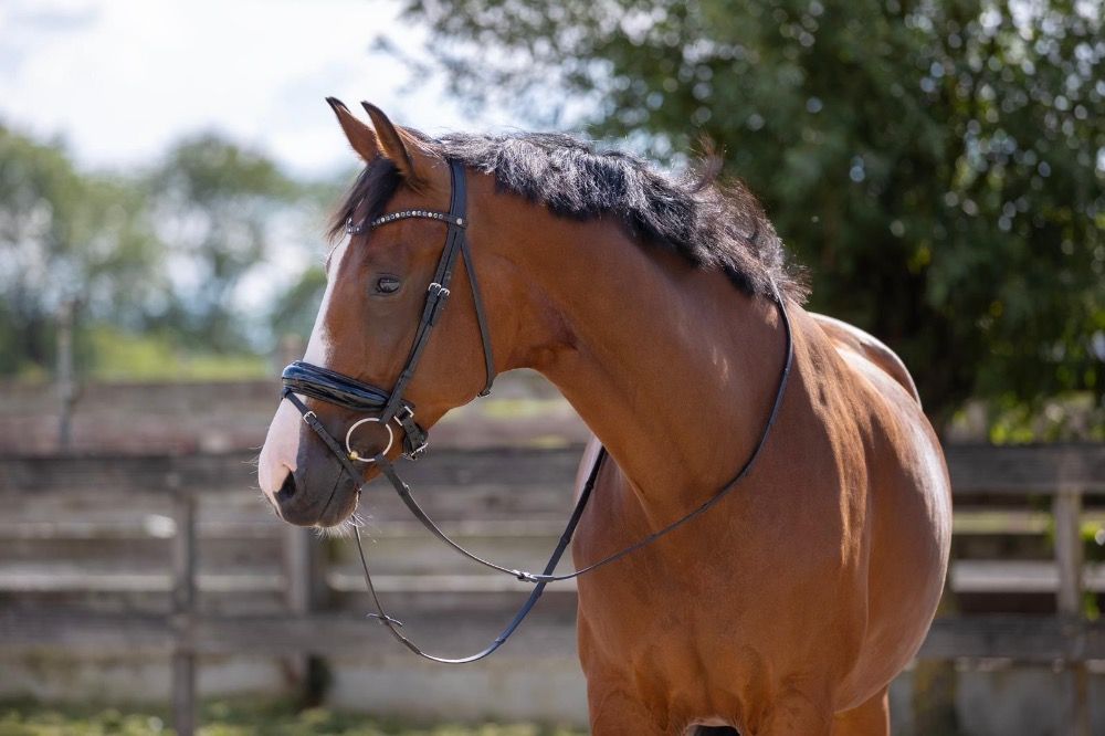 KWPN recreatie paard Merrie 8 jaar Donkerbruin te koop - Foto 2