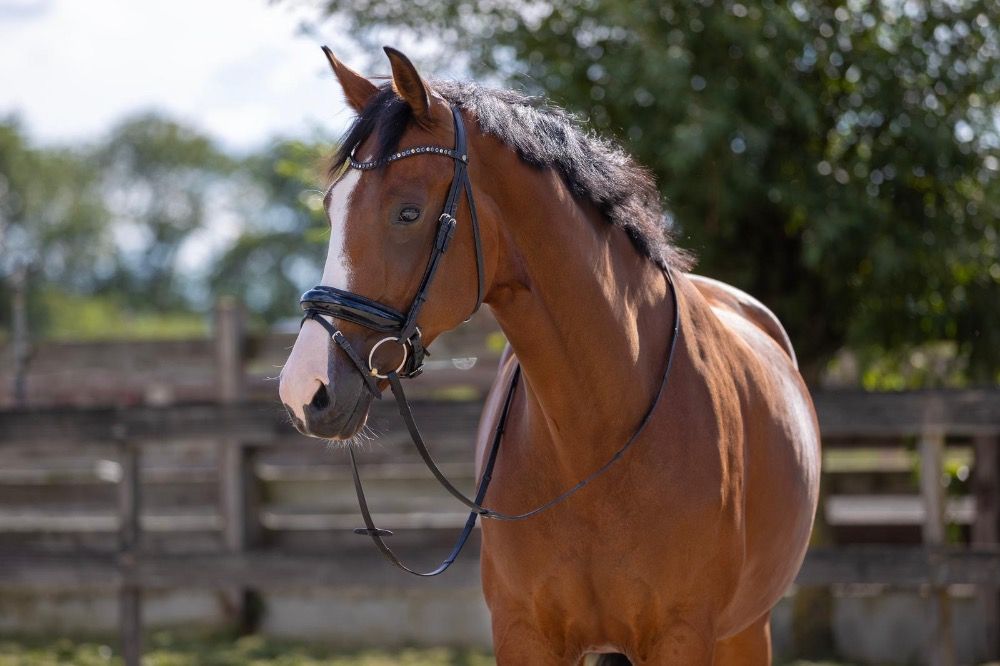 Super lieve recreatie/fokmerrie te koop