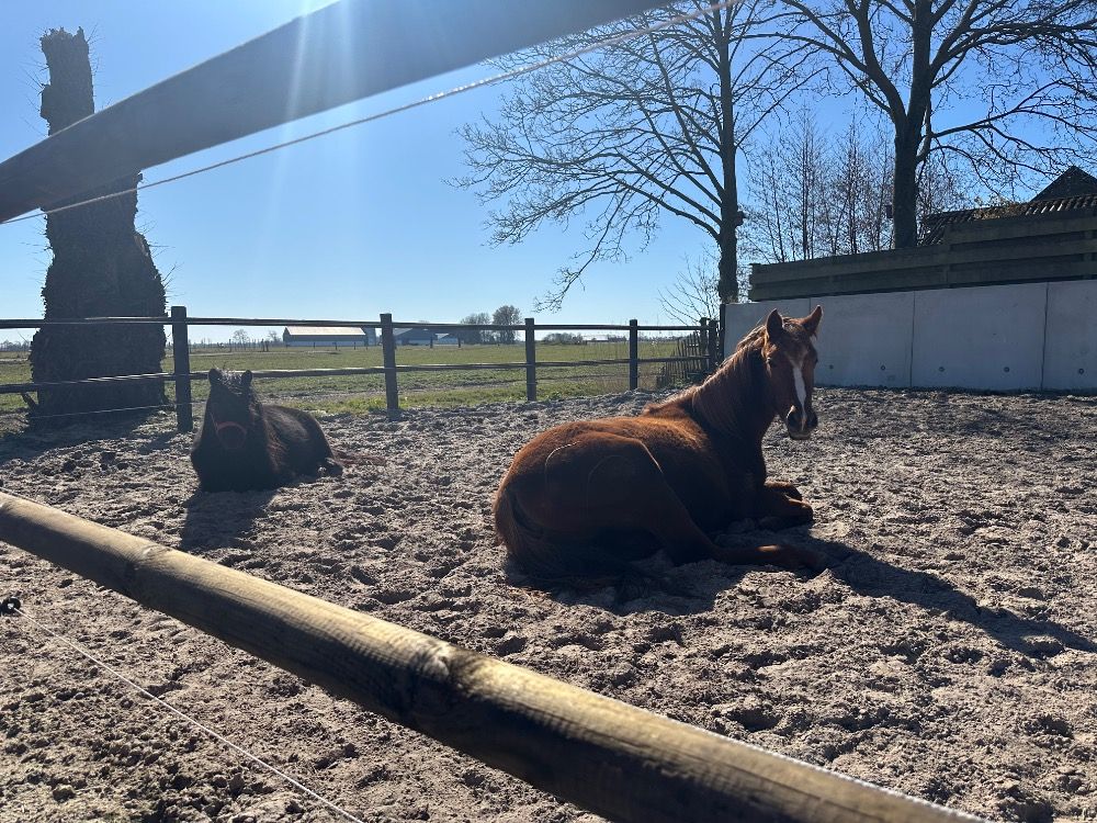 Ander stamboek paard Merrie 2 jaar Vos te koop - Foto 3