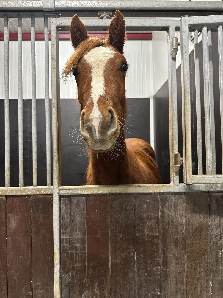 Ander stamboek paard Merrie 2 jaar Vos te koop - Foto 4