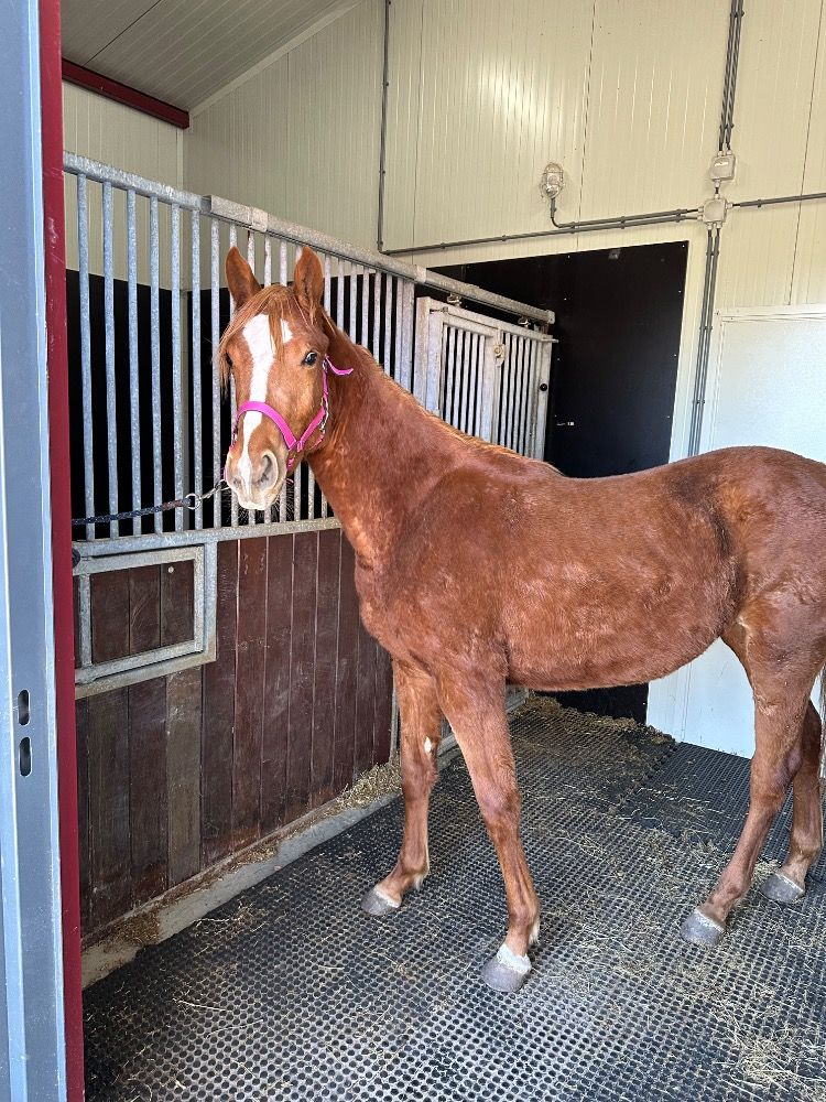 Ander stamboek paard Merrie 2 jaar Vos te koop - Foto 5