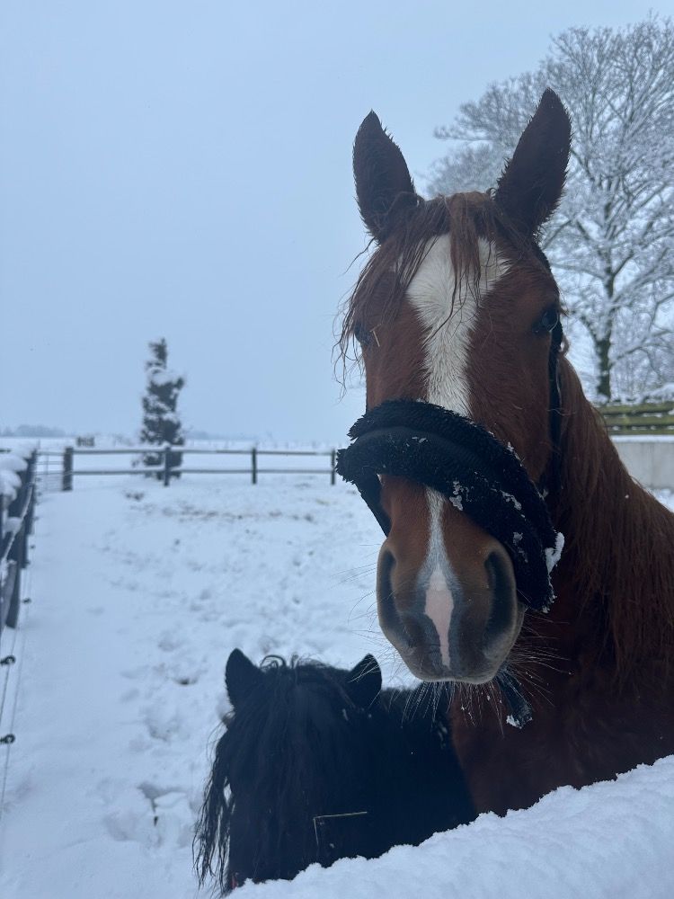 Ander stamboek paard Merrie 2 jaar Vos te koop - Foto 2