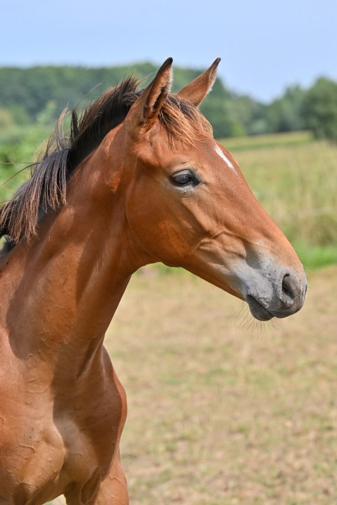 BWP springpaard Hengst Kastanje te koop - Hoofdfoto