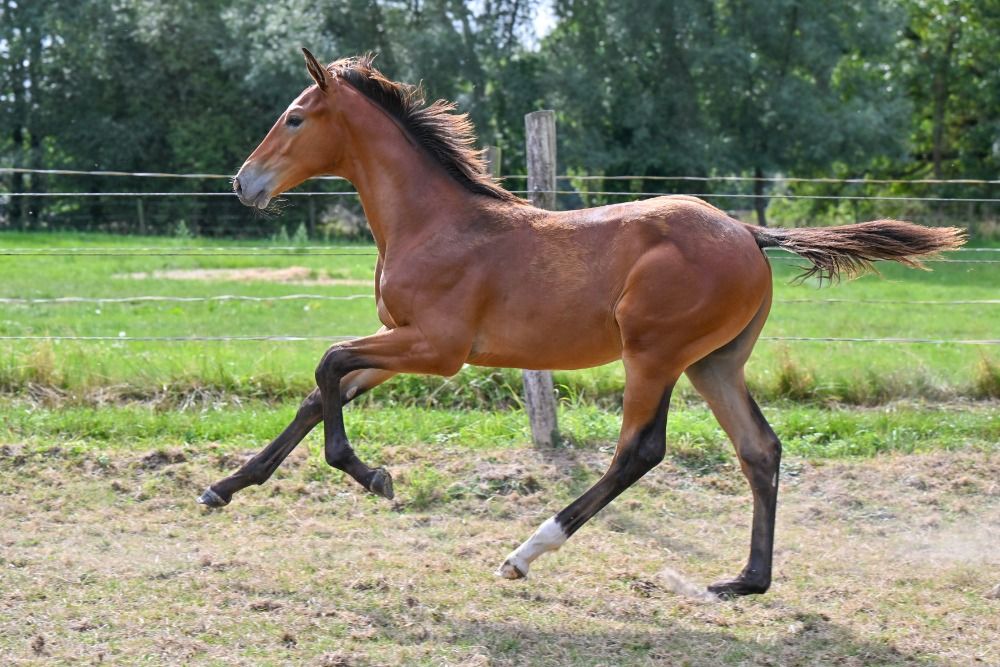BWP springpaard Hengst Kastanje te koop - Foto 3