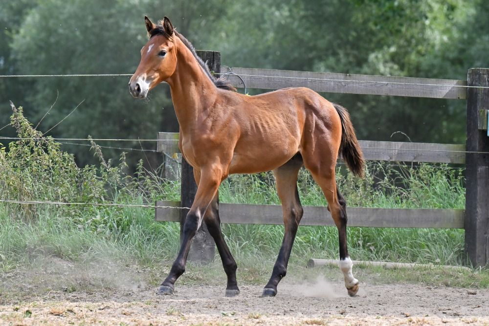 BWP springpaard Hengst Kastanje te koop - Foto 4