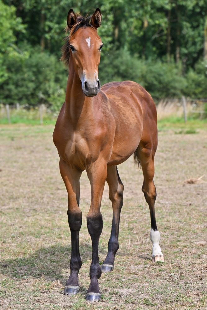 BWP springpaard Hengst Kastanje te koop - Foto 5