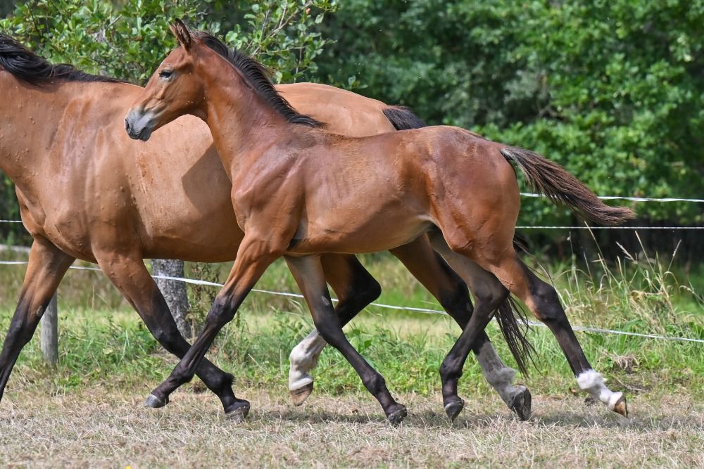 BWP springpaard Hengst Kastanje te koop - Foto 2