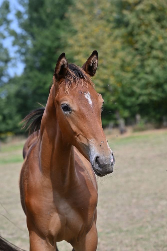BWP springpaard Hengst Kastanje te koop - Foto 6