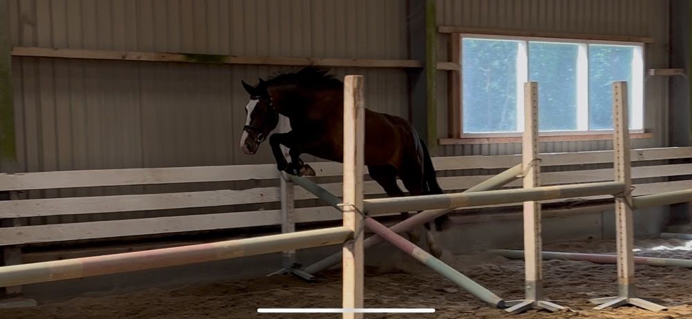 New Forest allround-pony Ruin 4 jaar Donkerbruin te koop - Foto 3