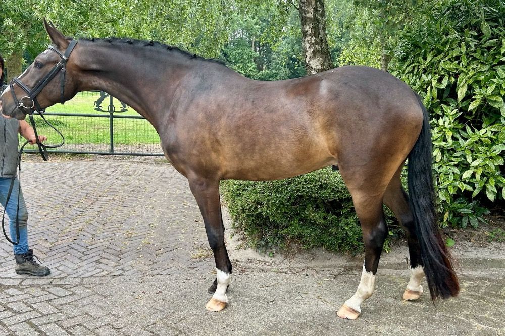 New Forest allround-pony Ruin 4 jaar Donkerbruin te koop - Foto 2