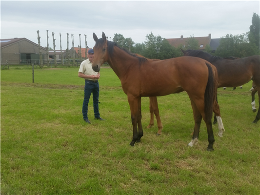 SBS springpaard Merrie 9 jaar Bruin te koop - Foto 3