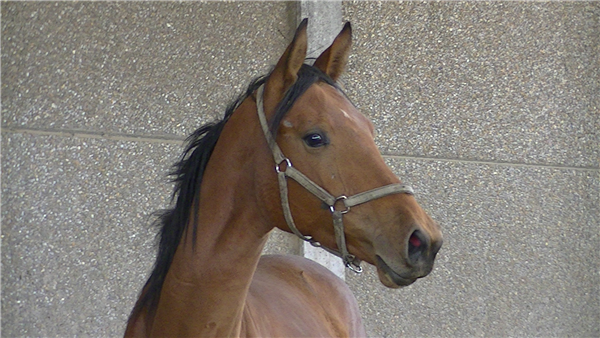 SBS springpaard Merrie 9 jaar Bruin te koop - Foto 4