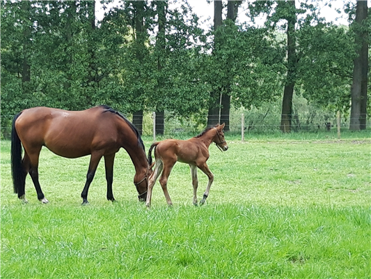 SBS springpaard Merrie 9 jaar Bruin te koop - Foto 2