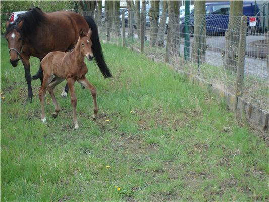 SBS springpaard Merrie 9 jaar Bruin te koop - Foto 5