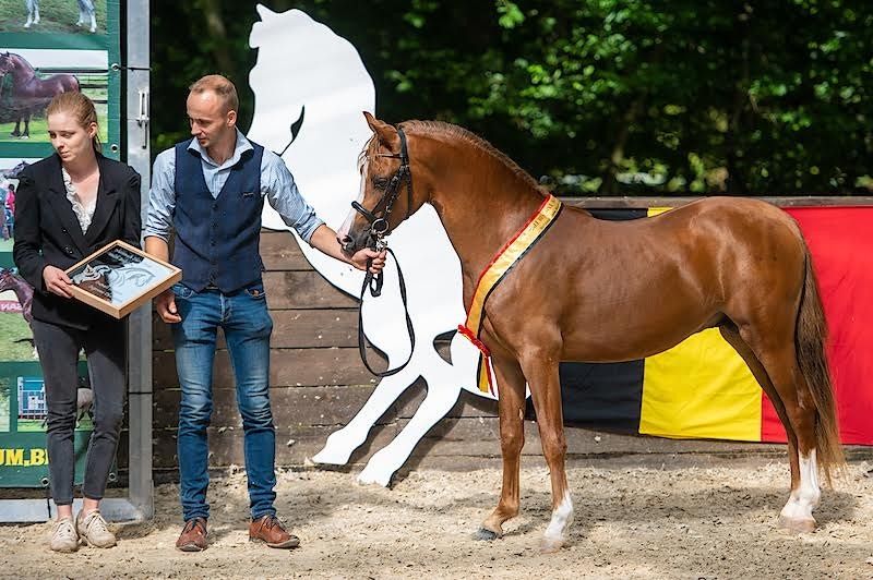 Welsh allround-pony Hengst 6 jaar Vos te koop - Foto 6