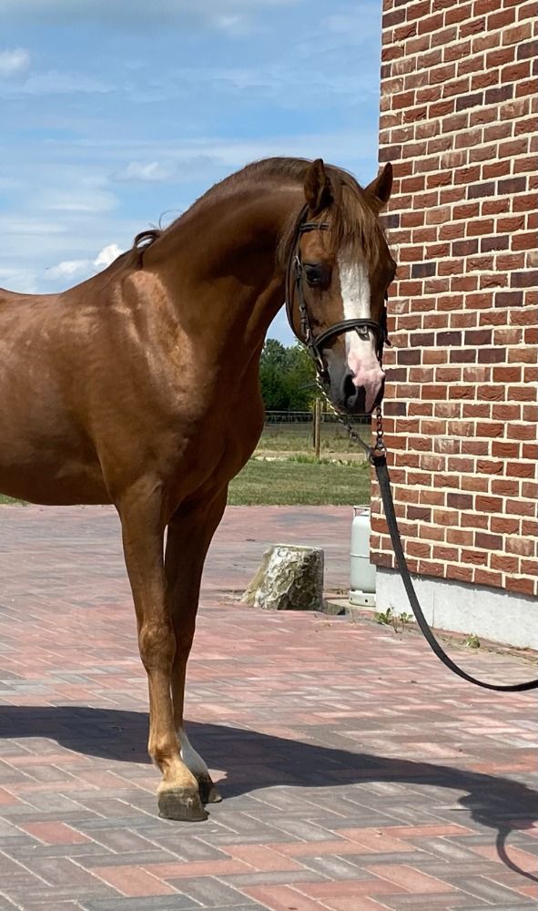 Welsh allround-pony Hengst 6 jaar Vos te koop - Foto 2