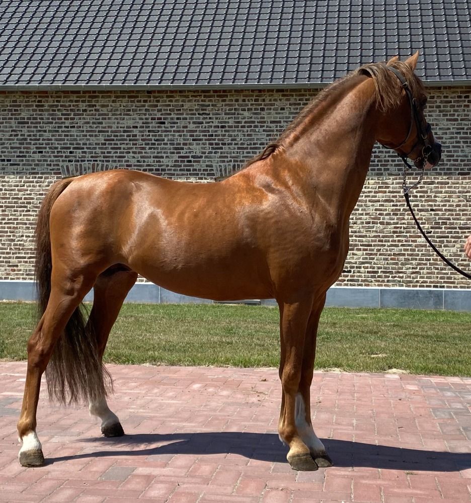 Welsh allround-pony Hengst 6 jaar Vos te koop - Foto 3