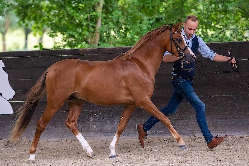 Welsh pony met super karakter