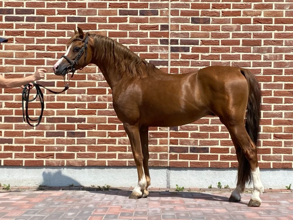 Welsh allround-pony Hengst 6 jaar Vos te koop - Foto 4