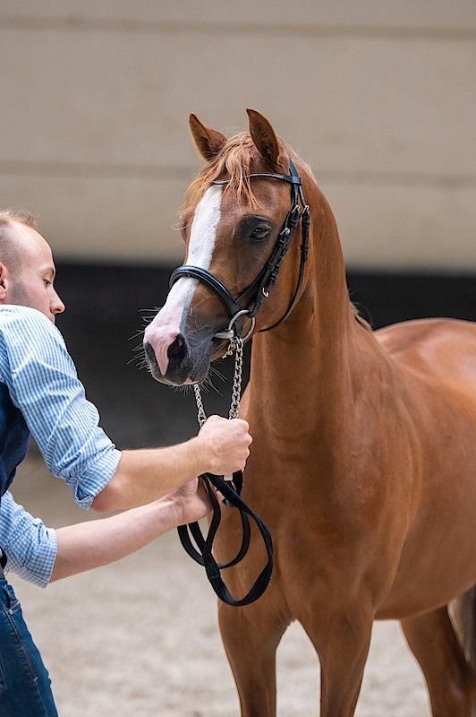 Welsh allround-pony Hengst 6 jaar Vos te koop - Foto 5