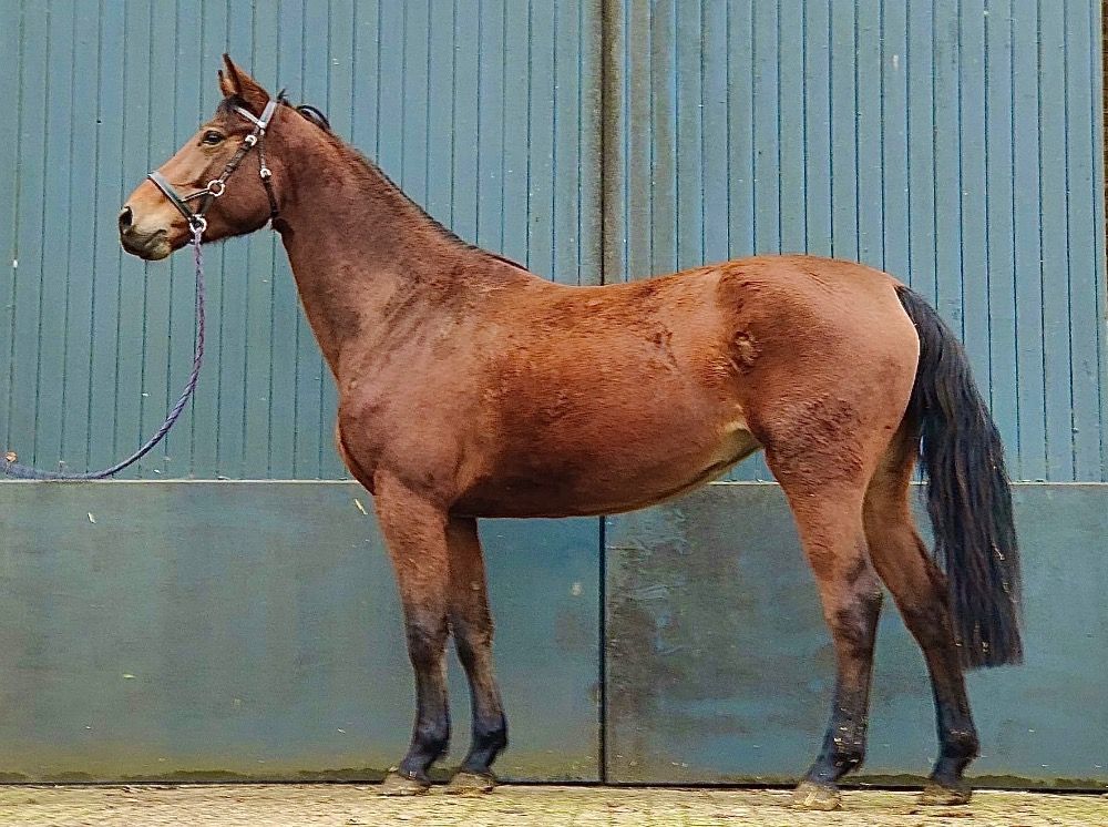 KWPN springpaard Merrie 4 years old Bruin for sale - Photo 4