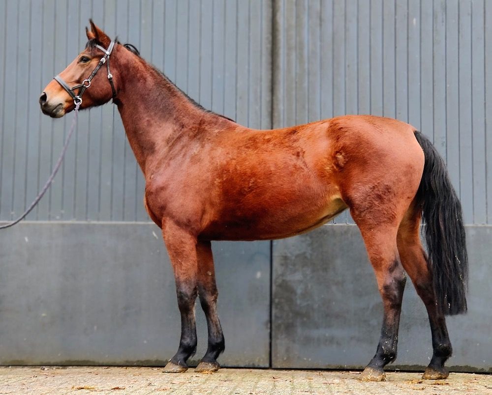 KWPN springpaard Merrie 4 years old Bruin for sale - Main photo