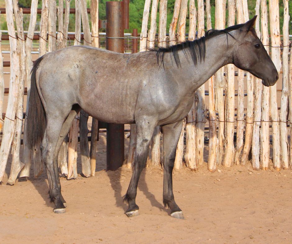 quarter-horse western-paard merrie 3 years old for sale - Photo 3