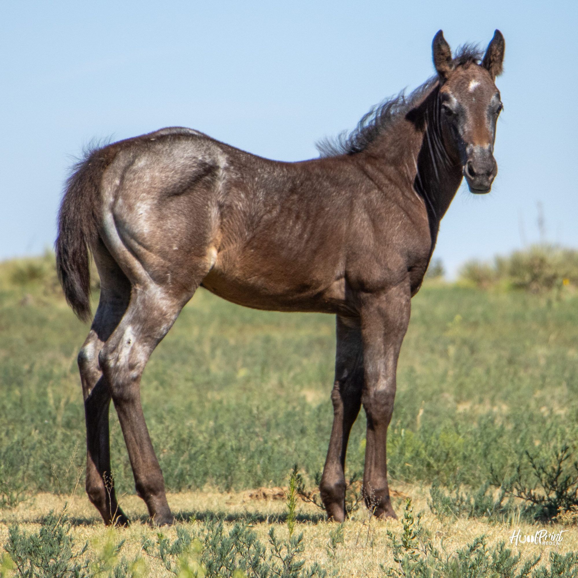 quarter-horse western-paard merrie 1 Jahre alt zu verkaufen - Hauptfoto