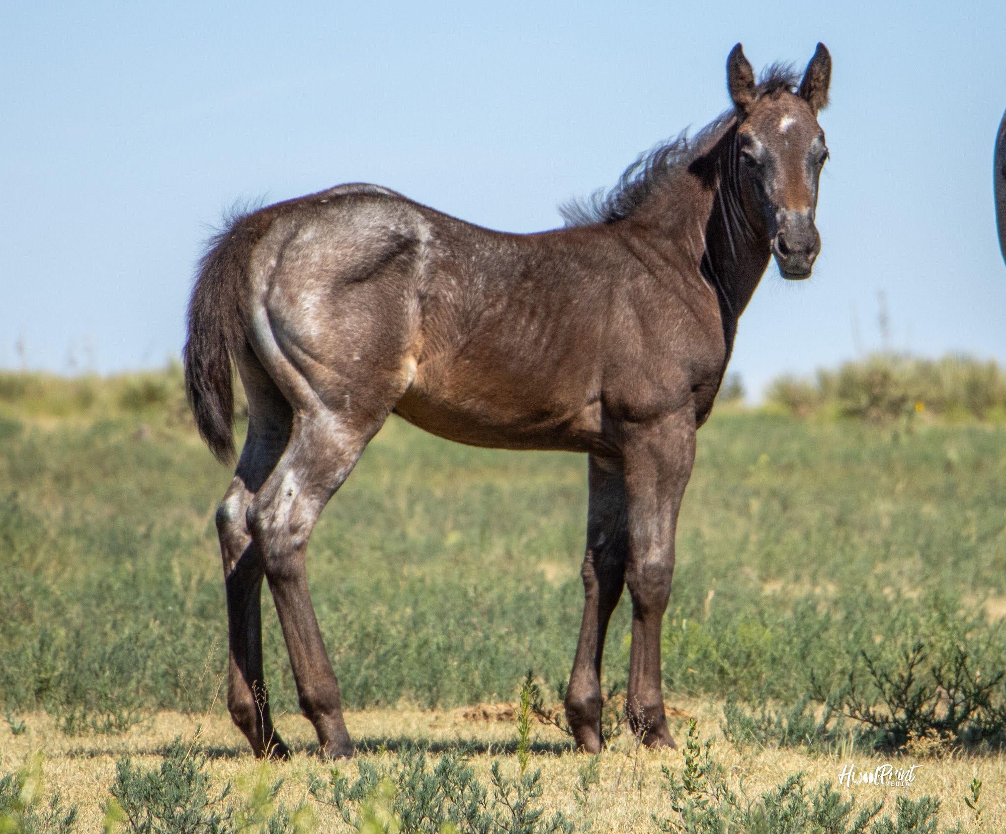 quarter-horse western-paard merrie 1 Jahre alt zu verkaufen - Foto 2