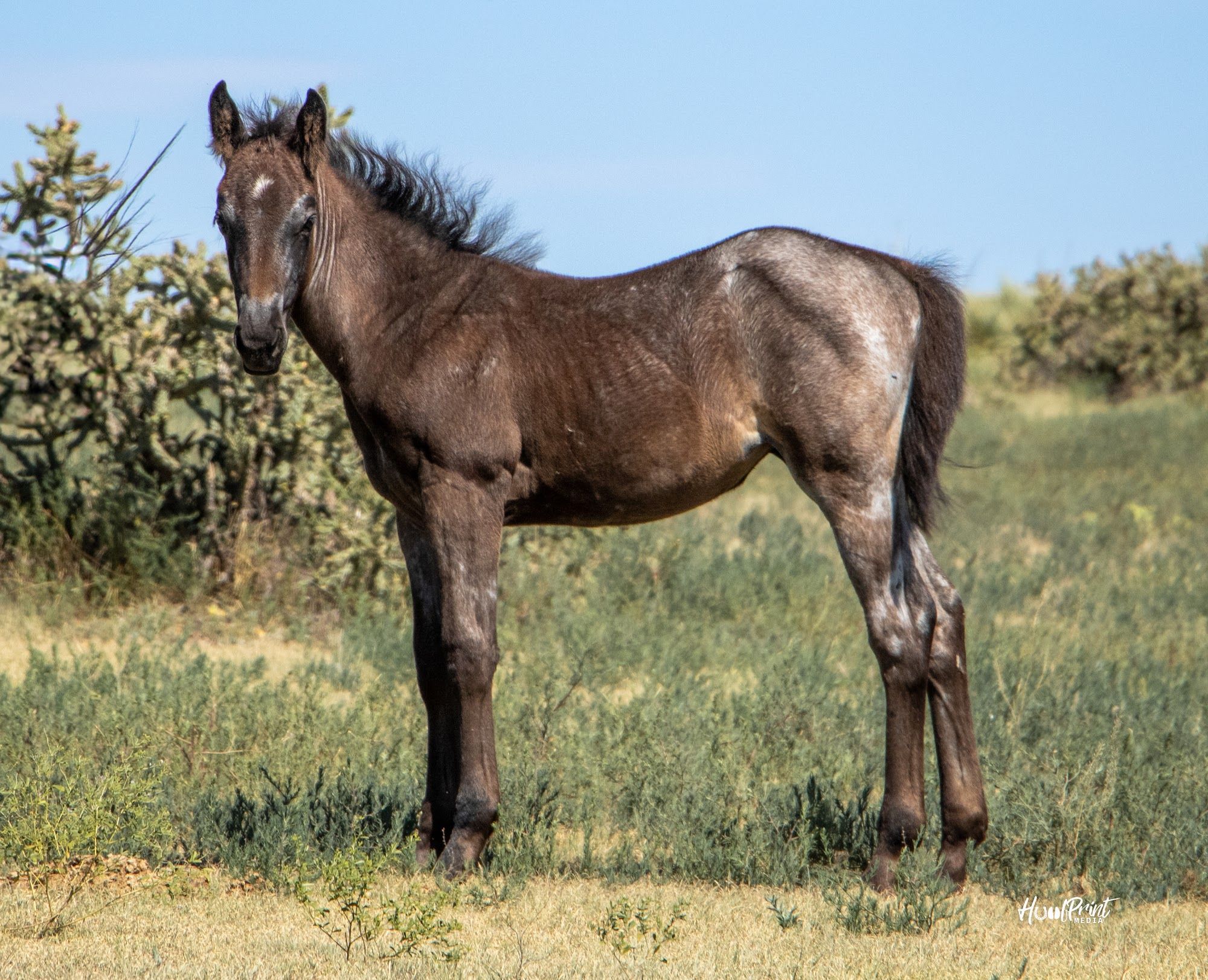 quarter-horse western-paard merrie 1 Jahre alt zu verkaufen - Foto 3