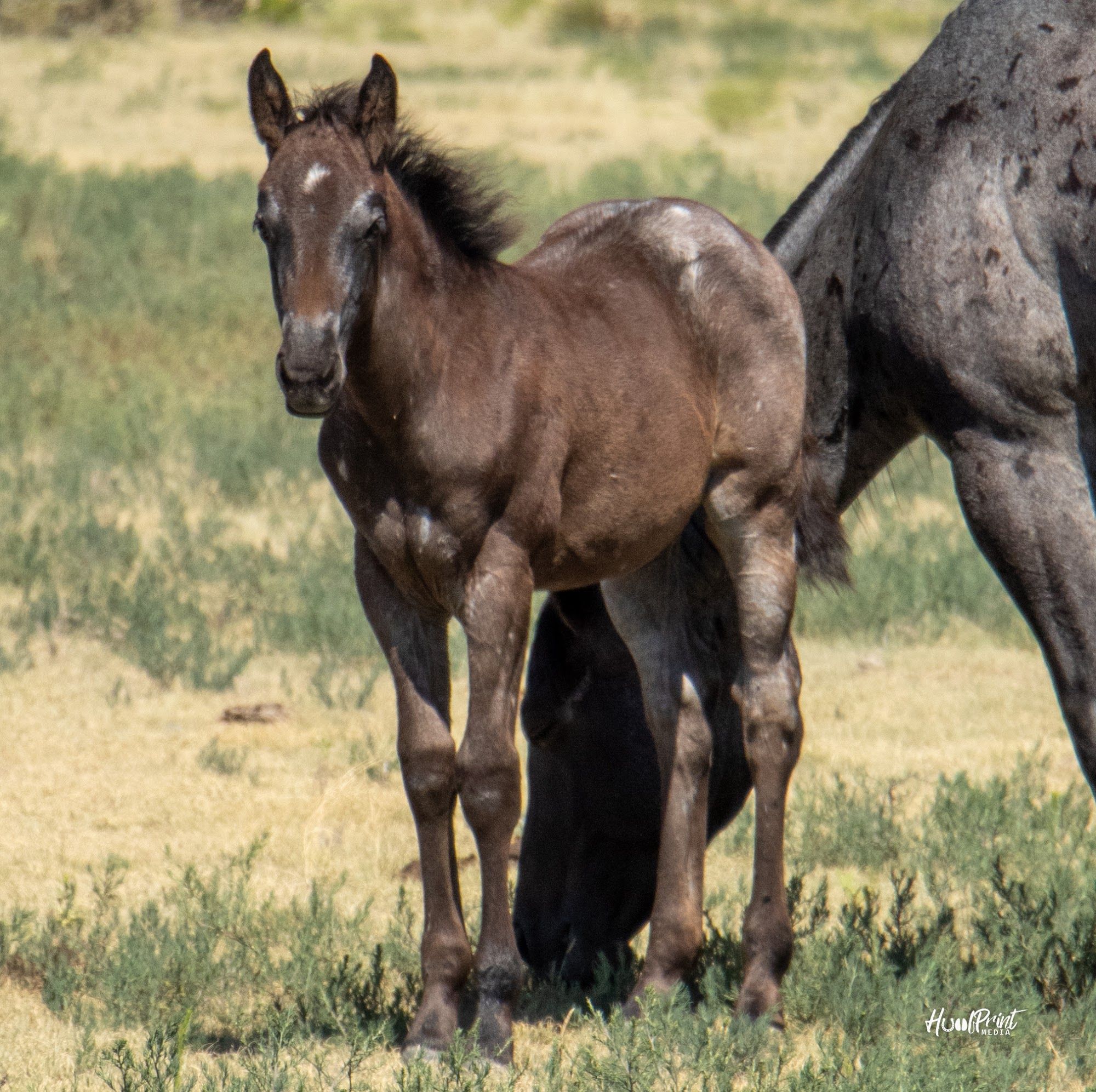 quarter-horse western-paard merrie 1 Jahre alt zu verkaufen - Foto 4