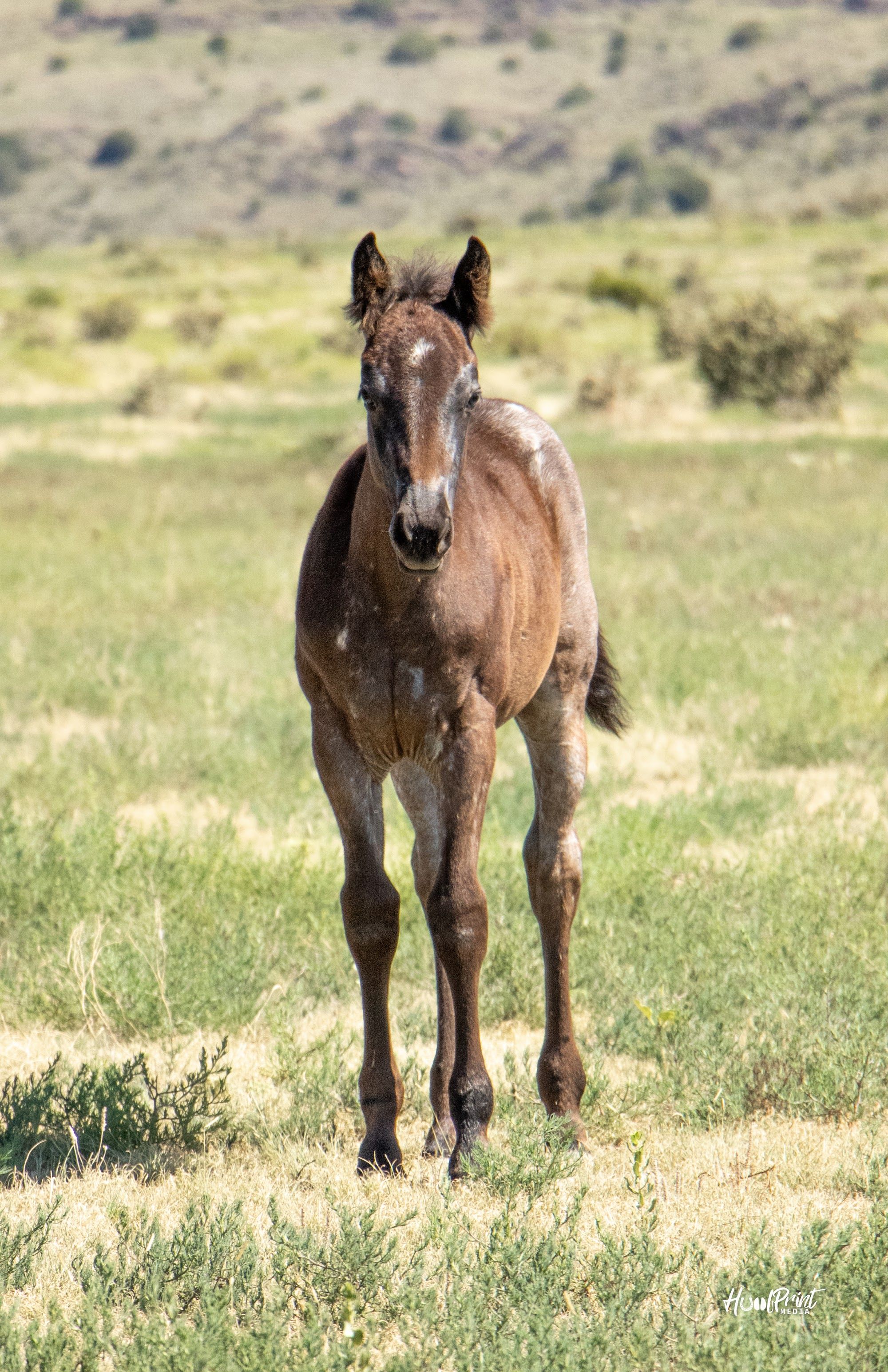 quarter-horse western-paard merrie 1 Jahre alt zu verkaufen - Foto 5