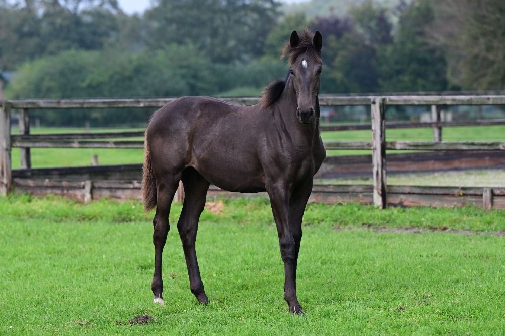 KWPN dressuurpaard Merrie 1 jaar Zwart te koop - Foto 3