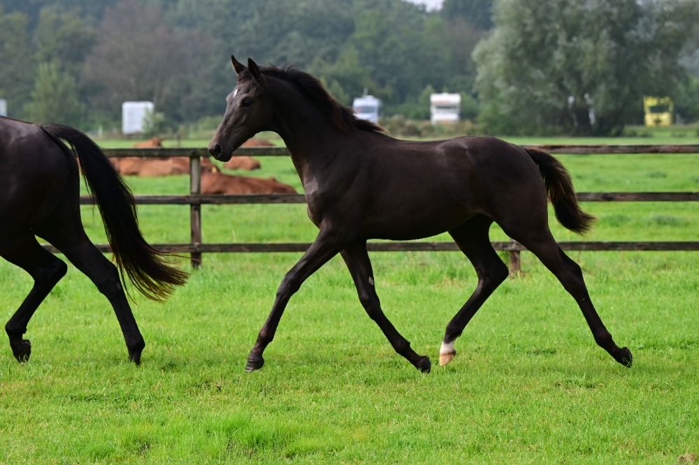 KWPN dressuurpaard Merrie 1 jaar Zwart te koop - Hoofdfoto