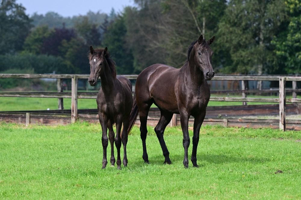 KWPN dressuurpaard Merrie 1 jaar Zwart te koop - Foto 2