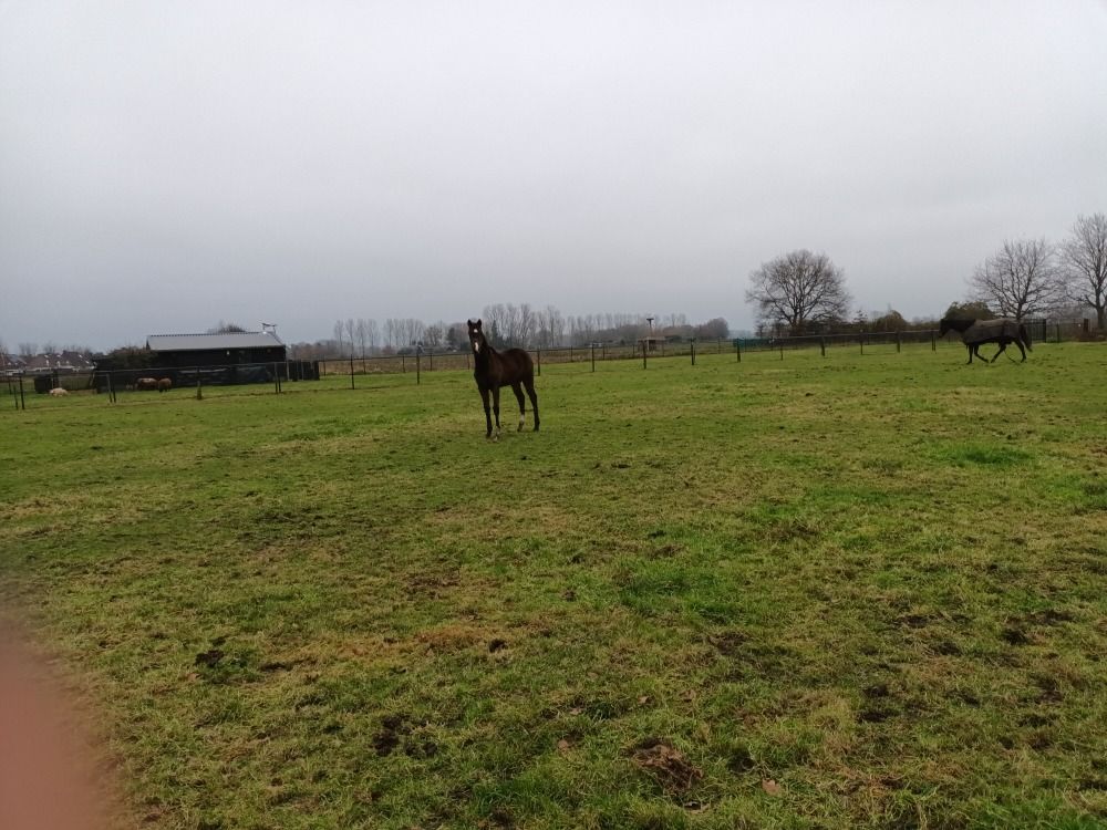 KWPN dressuurpaard Merrie Bruin te koop - Foto 3