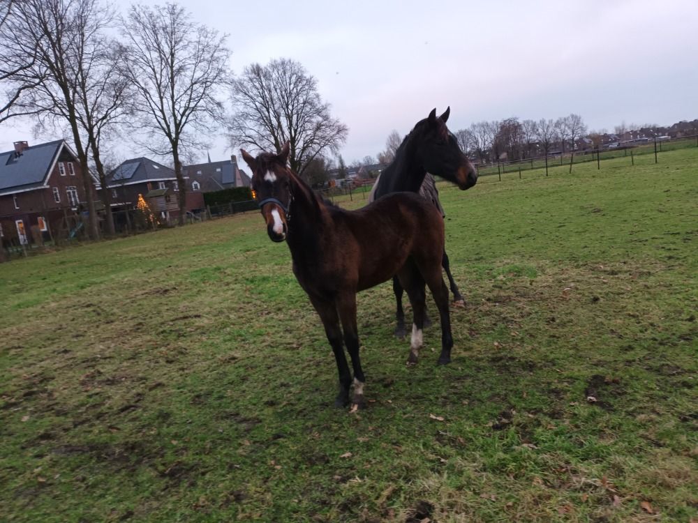 KWPN dressuurpaard Merrie Bruin te koop - Foto 2