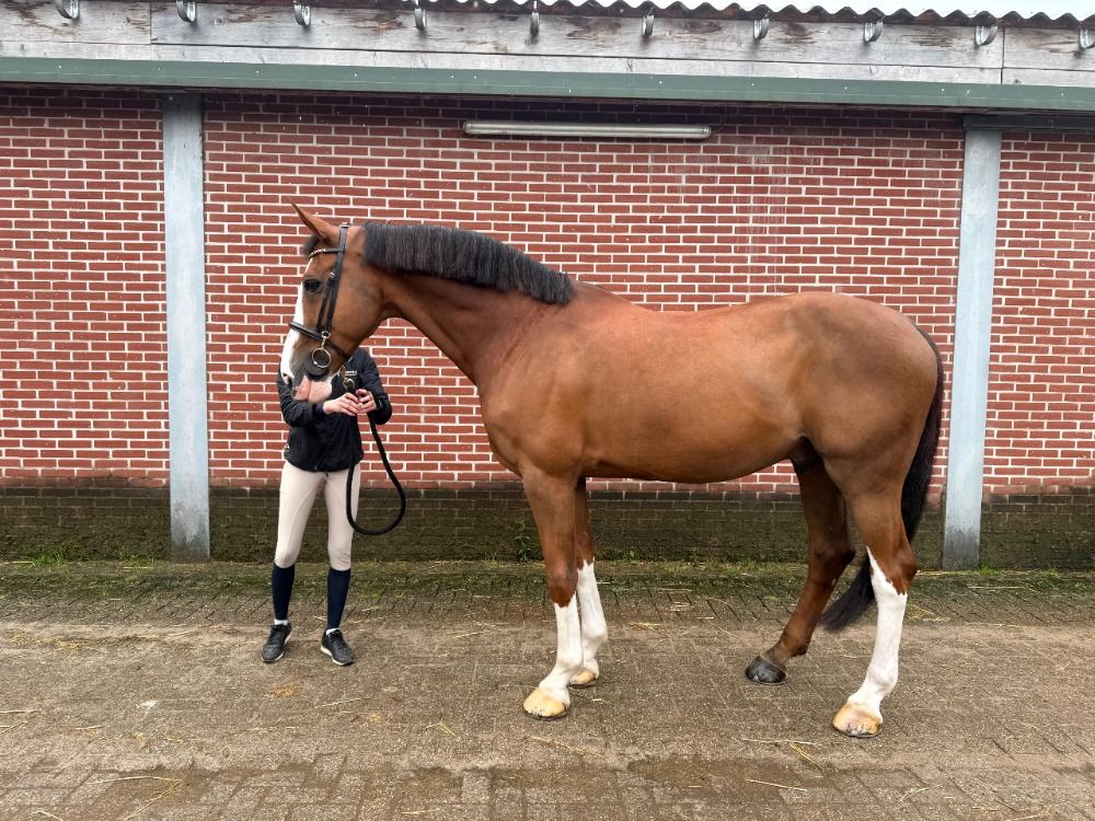 BWP allrounder Ruin 15 jaar Bruin te koop - Foto 3