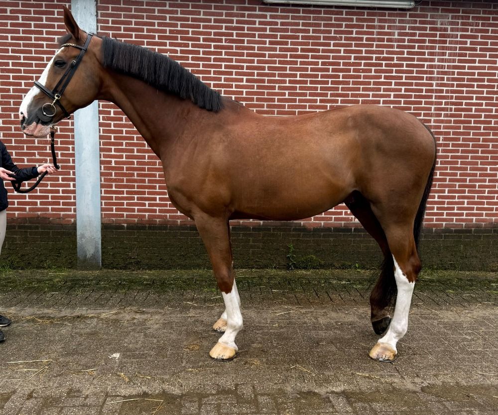 BWP allrounder Ruin 15 jaar Bruin te koop - Foto 2