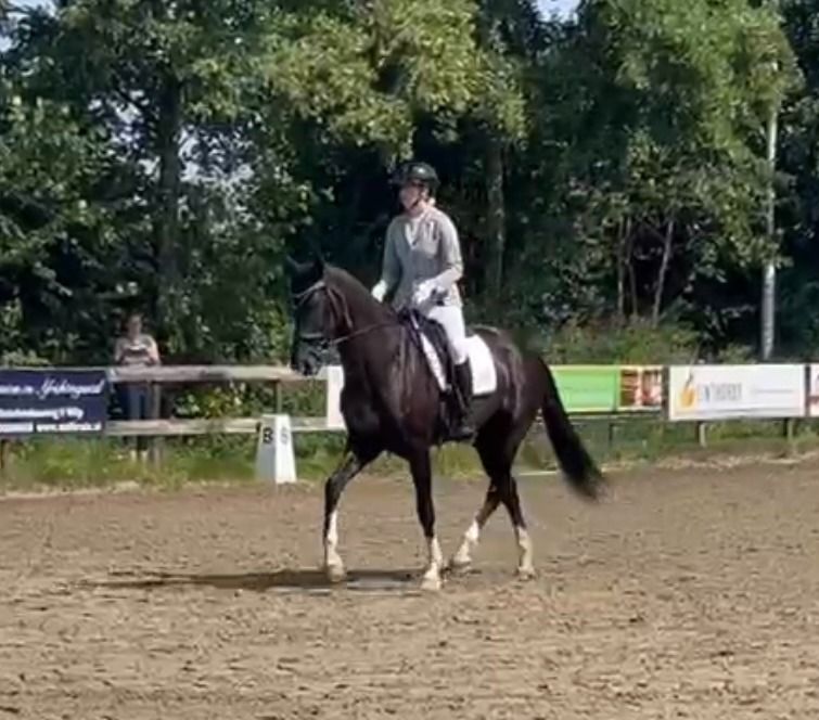 KWPN dressuurpaard Merrie 10 jaar Zwart te koop - Foto 2