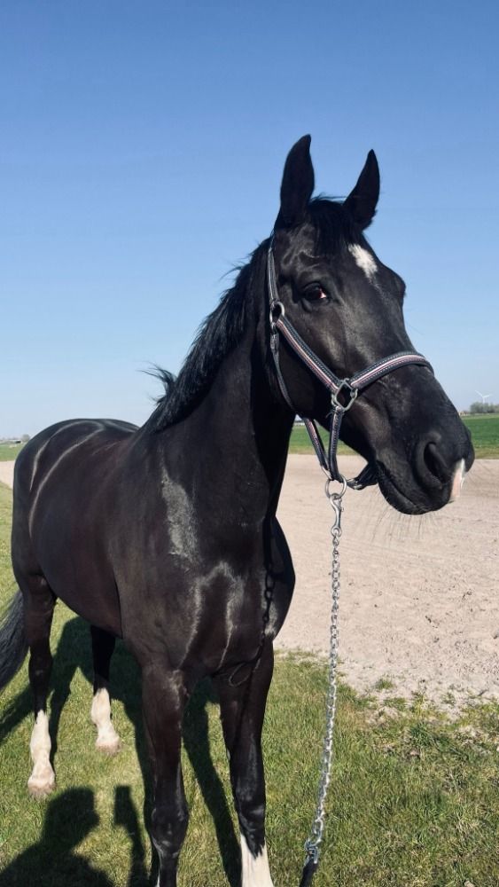 KWPN dressuurpaard Merrie 10 jaar Zwart te koop - Foto 4