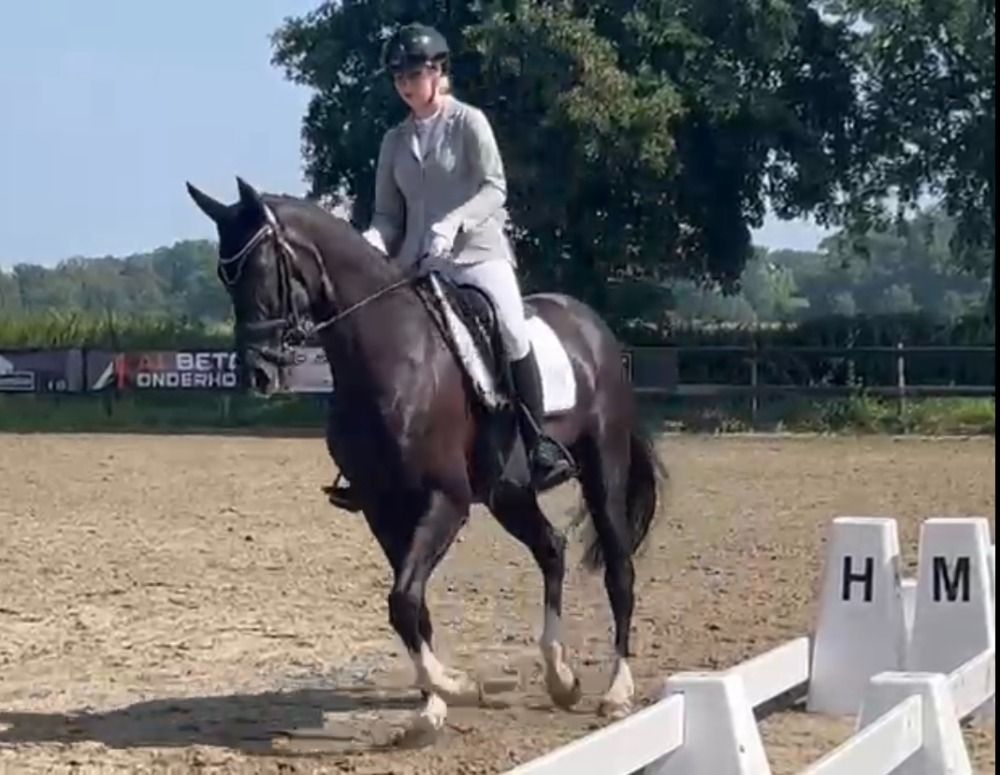 KWPN dressuurpaard Merrie 10 jaar Zwart te koop - Foto 3
