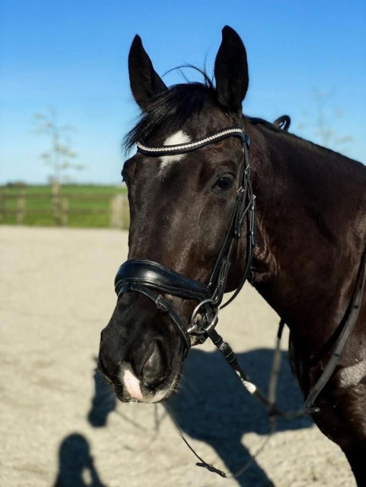 KWPN dressuurpaard Merrie 10 jaar Zwart te koop - Foto 6