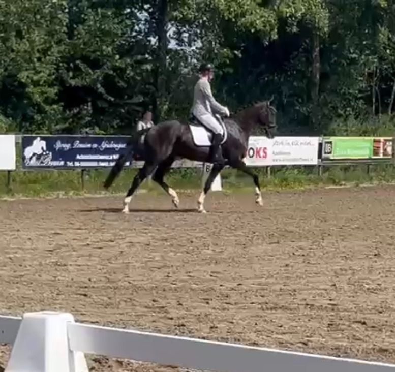 KWPN dressuurpaard Merrie 10 jaar Zwart te koop - Foto 5