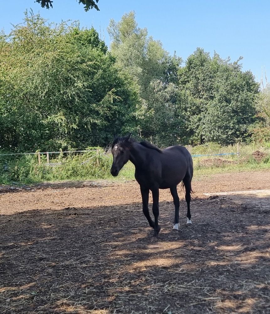 Ander stamboek dressuurpaard 1 jaar Zwart te koop - Hoofdfoto
